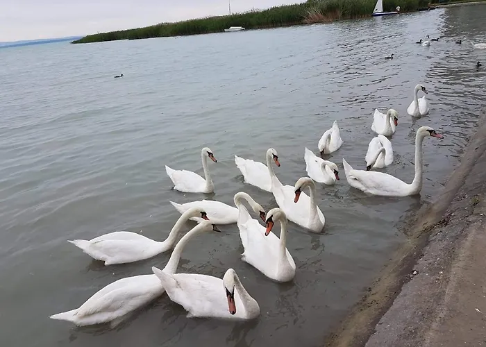 Daire Syrah Wellness *